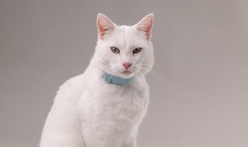 Chat blanc équipé d'un collier Tractive avec moniteur de fréquence respiratoire.