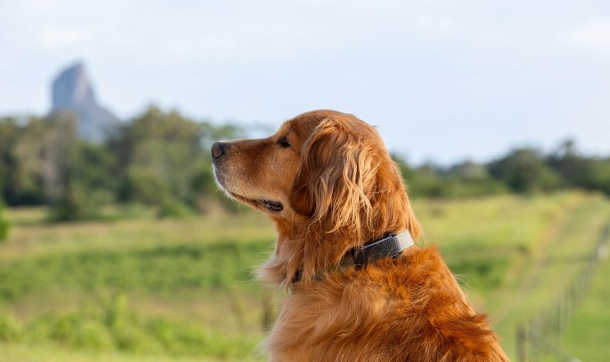 dog on farmland wearing GPS tracker