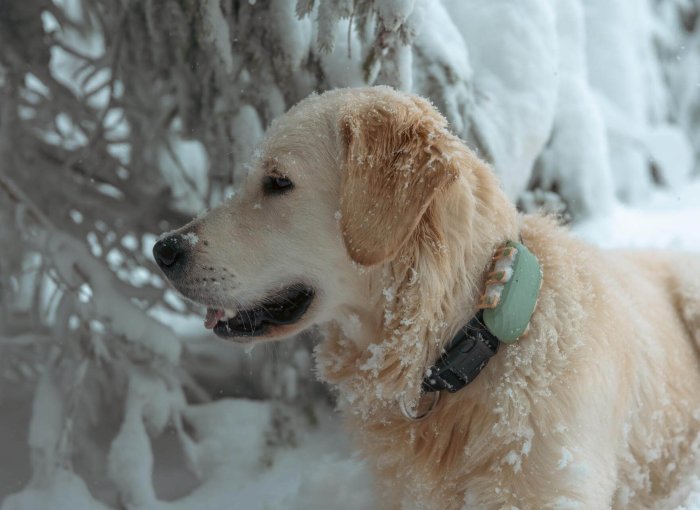 dog wearing pet tracker standing outside in snow