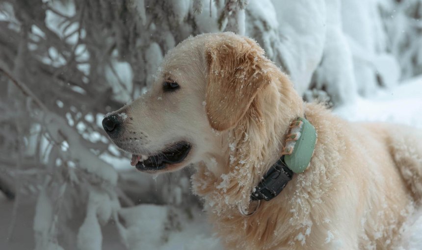 dog wearing pet tracker standing outside in snow