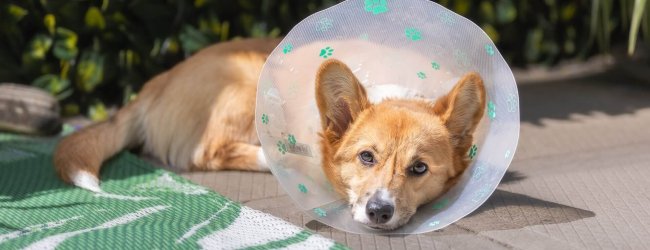 Dog wearing Elizabethan collar outside - Spay and Neuter Pet Health Monitoring with Tractive