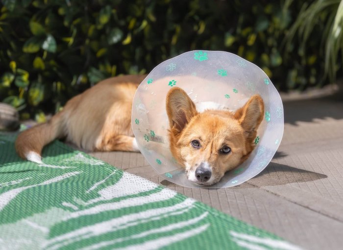 Hund trägt einen Trichter nach einer OP