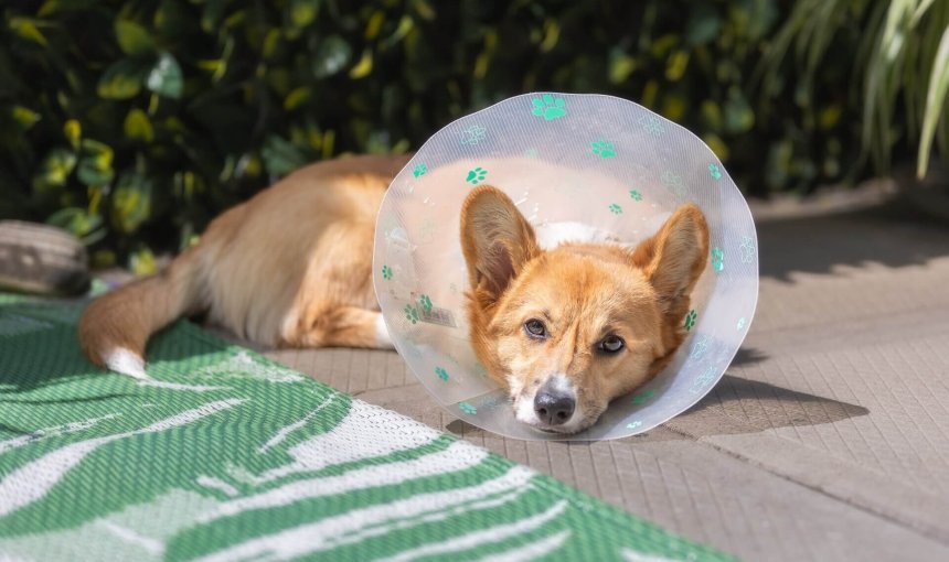 Dog wearing Elizabethan collar outside - Spay and Neuter Pet Health Monitoring with Tractive