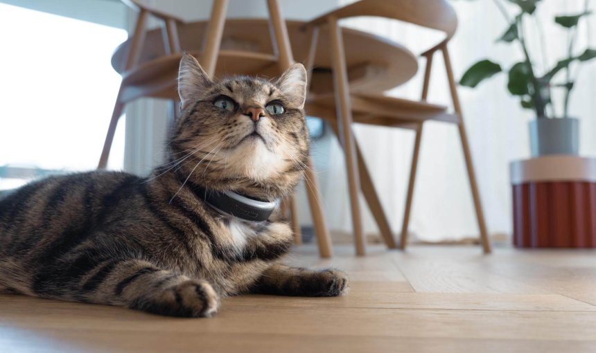 cat laying on a wooden floor, wear the tractive smart cat tracker