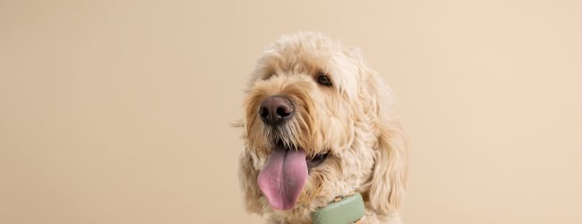Cockapoo wearing a Tractive GPS Dog Tracker
