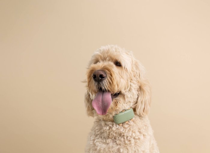 Cockapoo wearing a Tractive GPS Dog Tracker