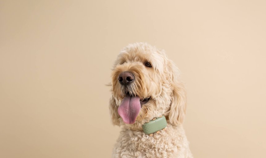 Cockapoo wearing a Tractive GPS Dog Tracker