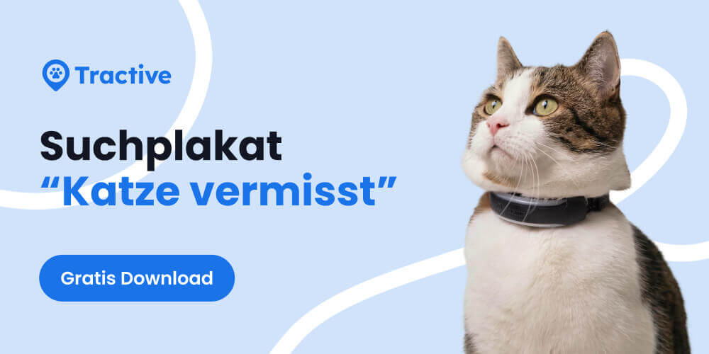 Suchplakat "katze vermisst"