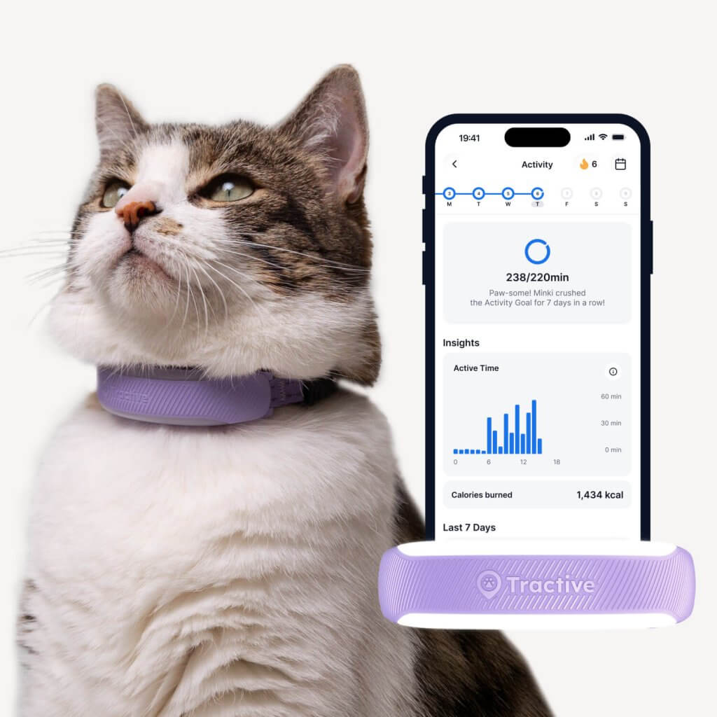 Katze tr&auml;gt Tractive GPS & Health Tracker f&uuml;r Katzen in Lila, App zeigt Aktivit&auml;tstracking-Bildschirm