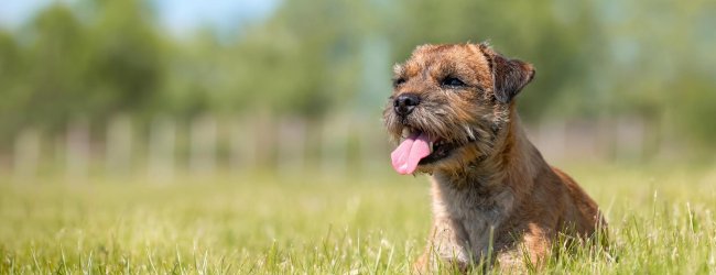 border terrier dog sitting in grass