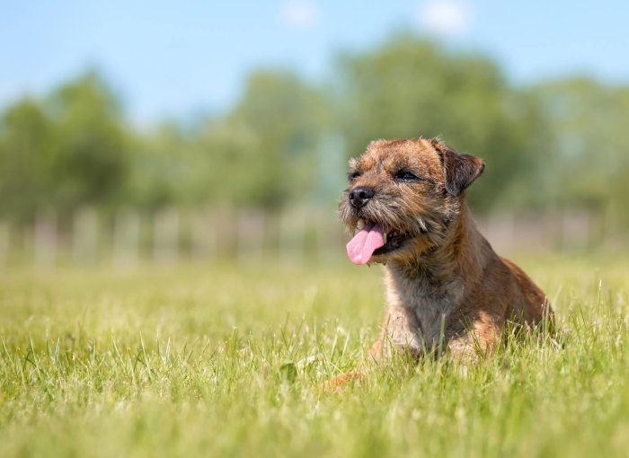 border terrier dog sitting in grass