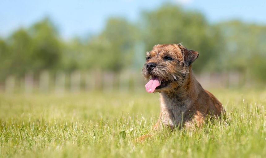 border terrier dog sitting in grass