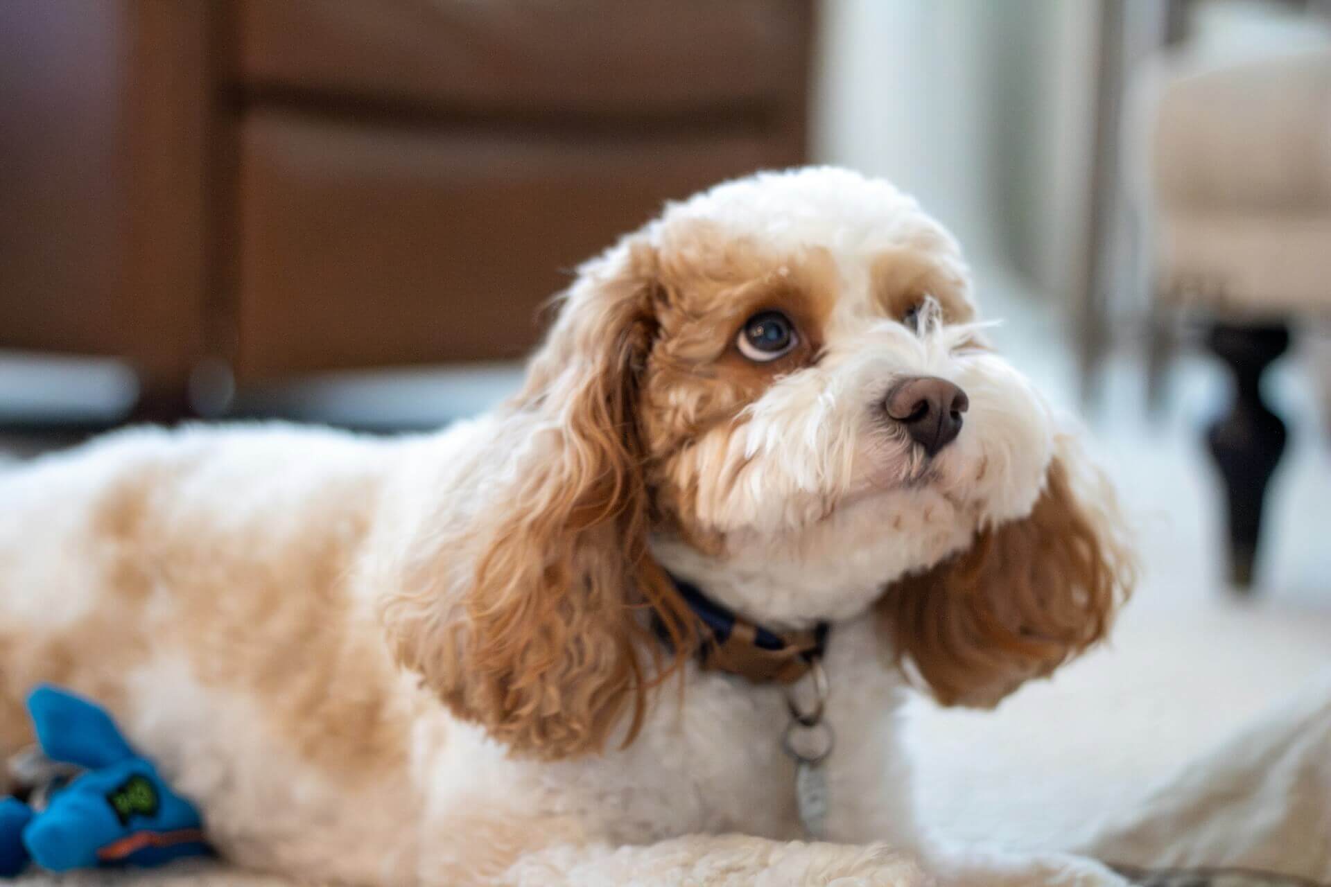 Cavapoo cavalier king charles spaniel cross breed dog