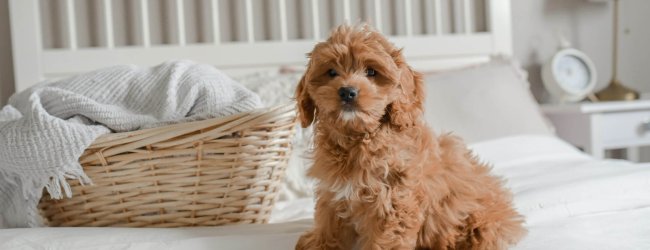 cockapoo dog sitting on a bed with white linens