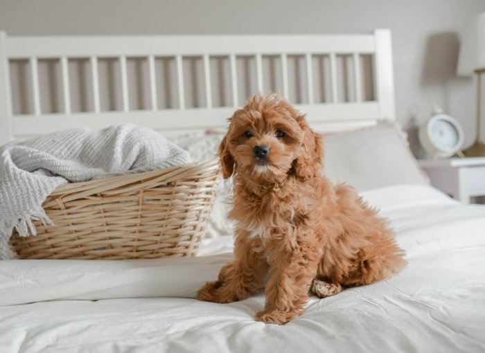 cockapoo dog sitting on a bed with white linens