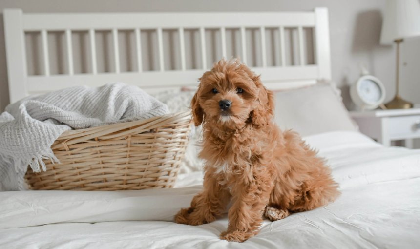 cockapoo dog sitting on a bed with white linens