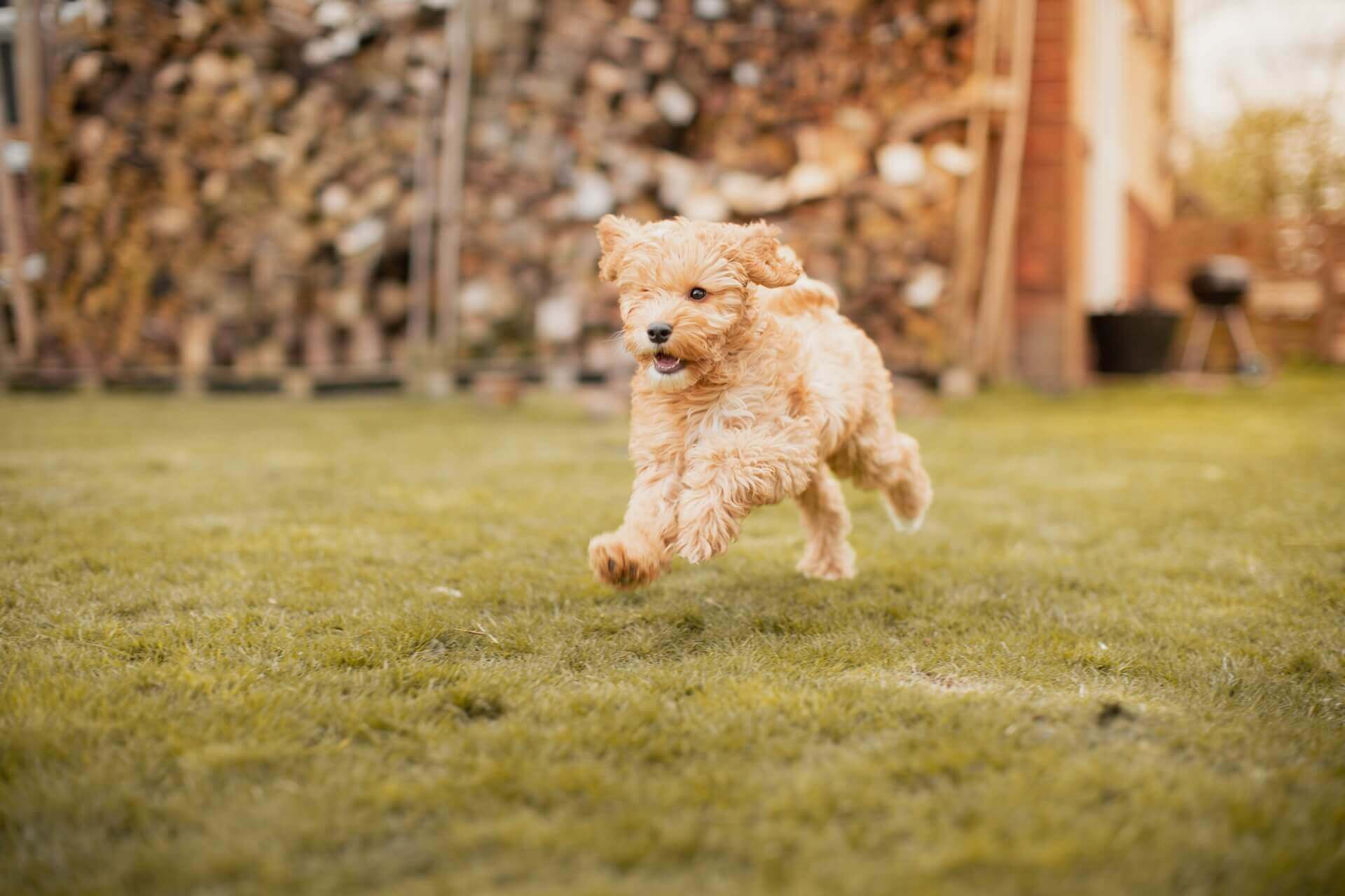 Cockapoo spaniel mix breed dog