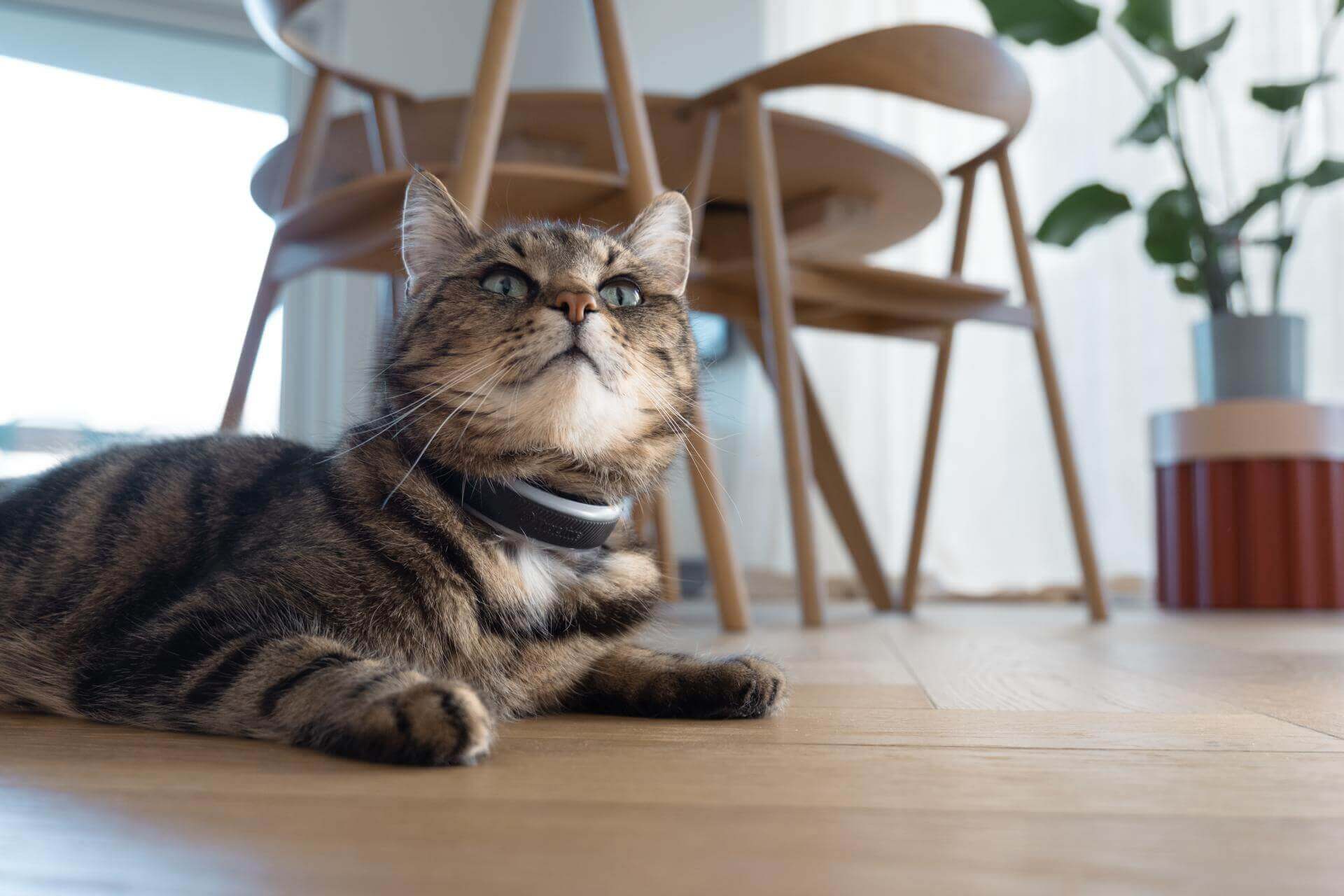 a cat wearing a GPS smart tracker