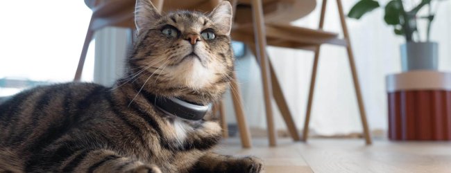 kat liggend op een houten vloer, met de slimme tracker voor katten van Tractive