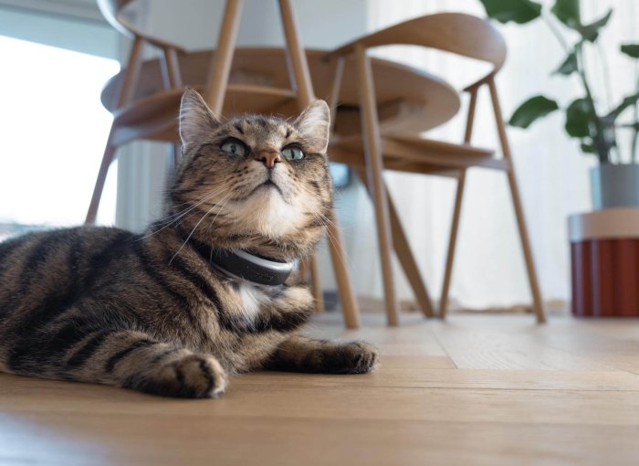 kat liggende på et trægulv, med smart-kattetracker fra Tractive