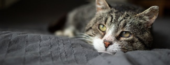 gato enfermo acostado