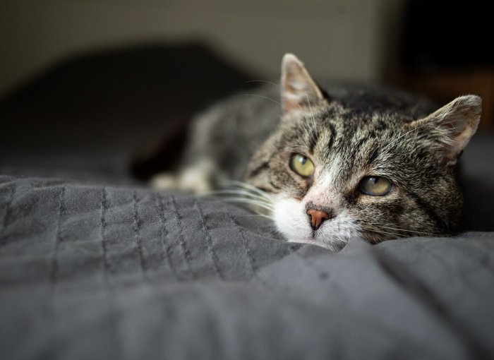 gato enfermo acostado