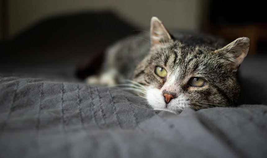 gato enfermo acostado