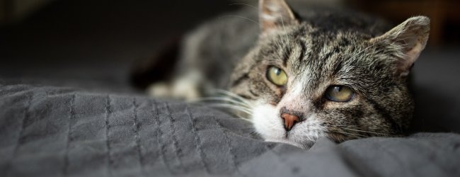 Katze liegt auf einem Bett