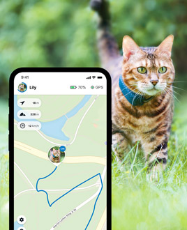 La aplicación Tractive GPS en primer plano y un gato llevando el localizador Tractive GPS en el fondo