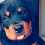 lustige Welt der Hunde und Katzen