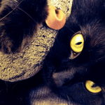Zeckenschutz für Katzen