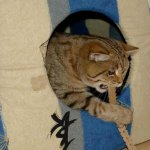 basics für die Katze