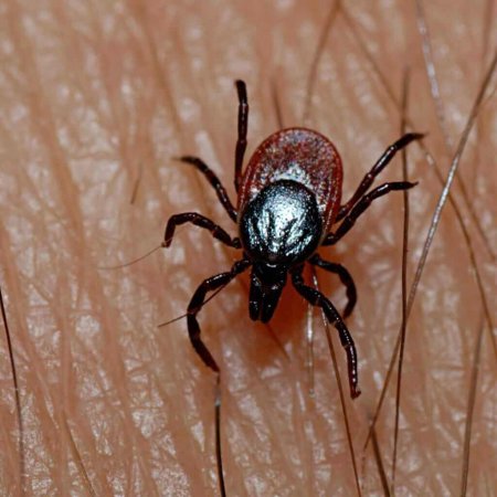Tick Control for Dogs: Prevention & Treatment- Tractive - Tick Prevention For Pets With Skin Allergies