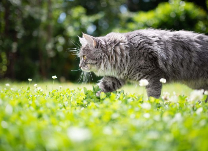 Graue Katze läuft durch eine Blumenwiese