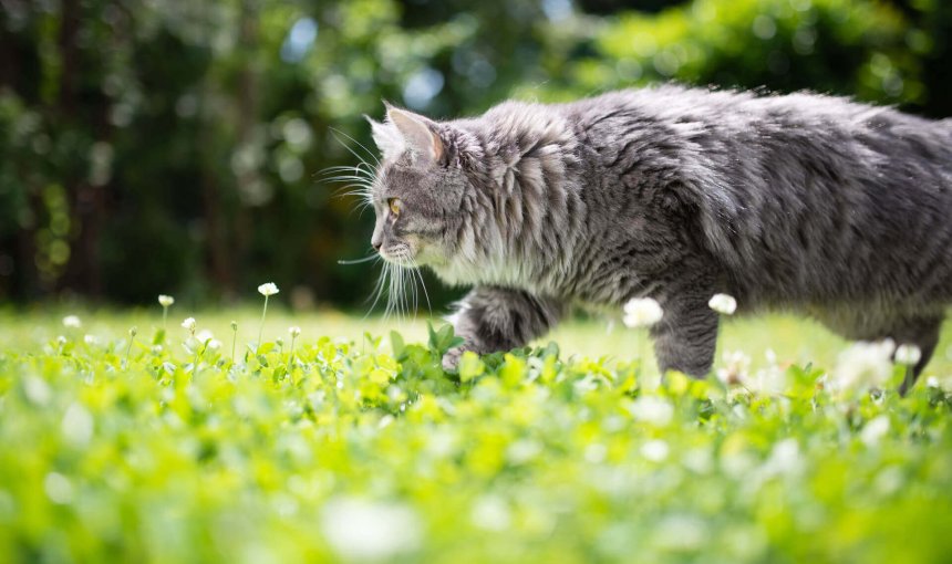 Graue Katze läuft durch eine Blumenwiese