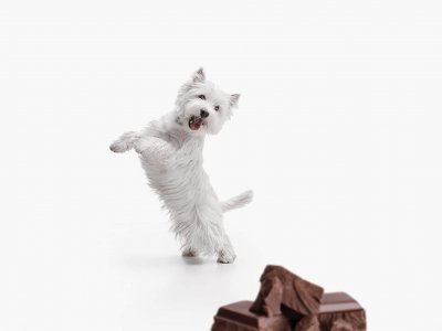 White small dog looking at a piece of chocolate - dog and chocolate dangers