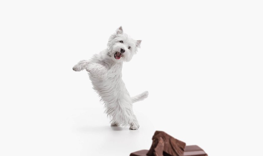 Perro blanco pequeño mirando un trozo de chocolate, los peligros del chocolate y los perros