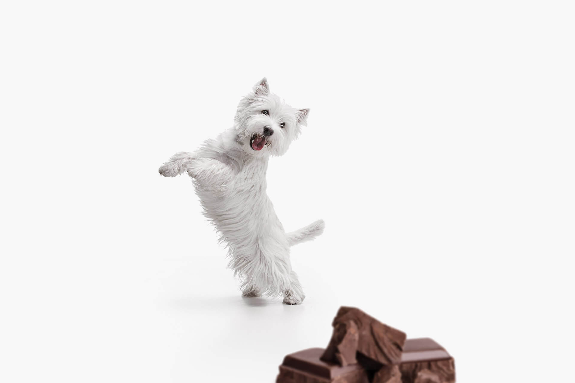 Perro blanco pequeño mirando un trozo de chocolate, los peligros del chocolate y los perros