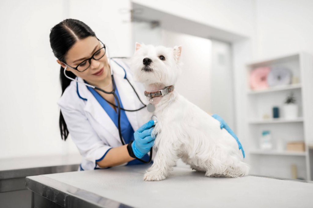 Hund som undersöks av kvinnlig veterinär i labbrock