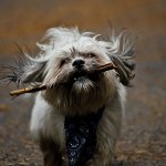 A small dog carrying a stick in its mouth