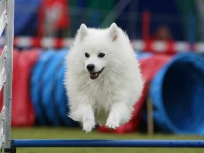 Agility
