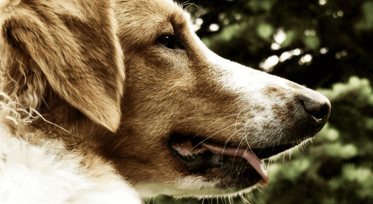 Dogs are man`s best friends - longer than expected! | Tractive