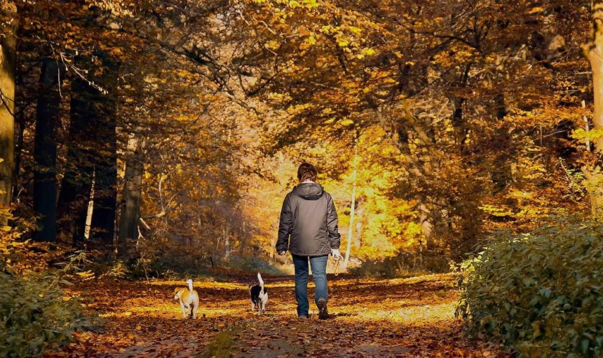 Person von hinten beim Spaziergang mit 2 Hunden in goldener Herbstlandschaft