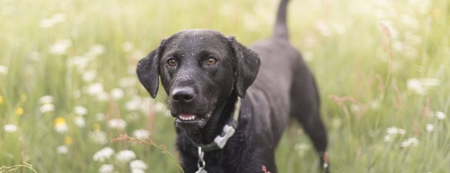 Mela's story - a shelter dog
