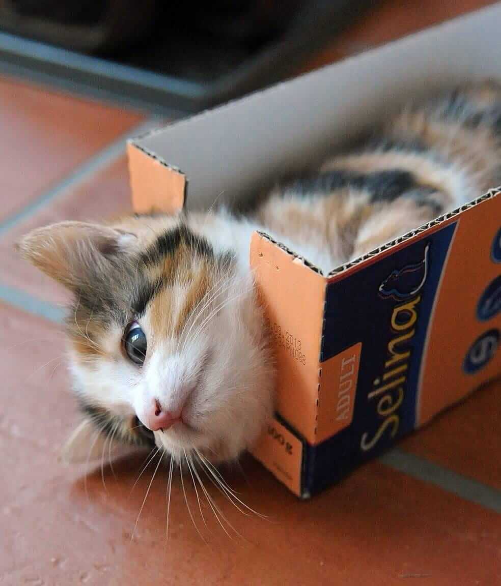 little cat loves boxes