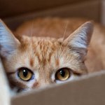 Katzen Kartons