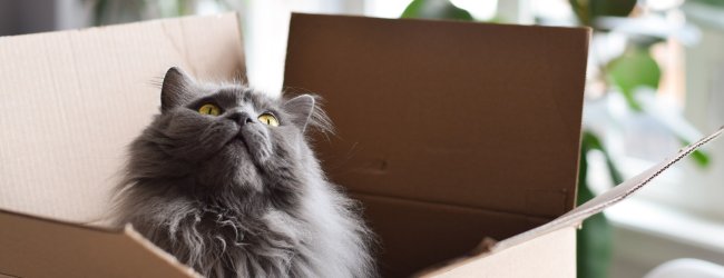 A cat sitting inside a cardboard box
