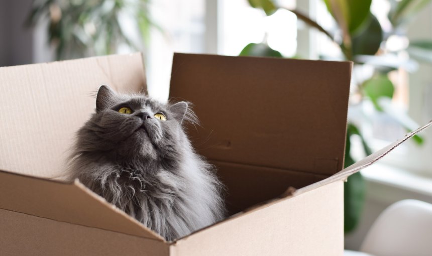 A cat sitting inside a cardboard box