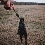 Black shelter dog on leash