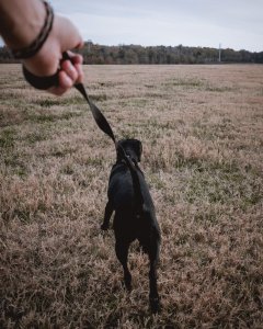 Black shelter dog on leash